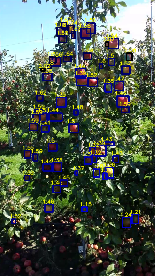 DOD inference — apple detection with regressed depth